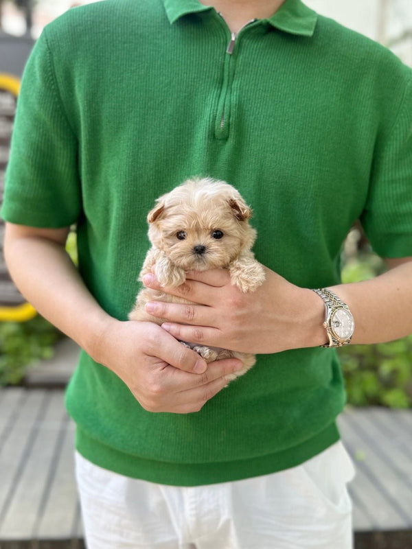 Maltipoo - Halo(Male) - Beautiful puppy teacup puppy with adorable features available for adoption from Velydog