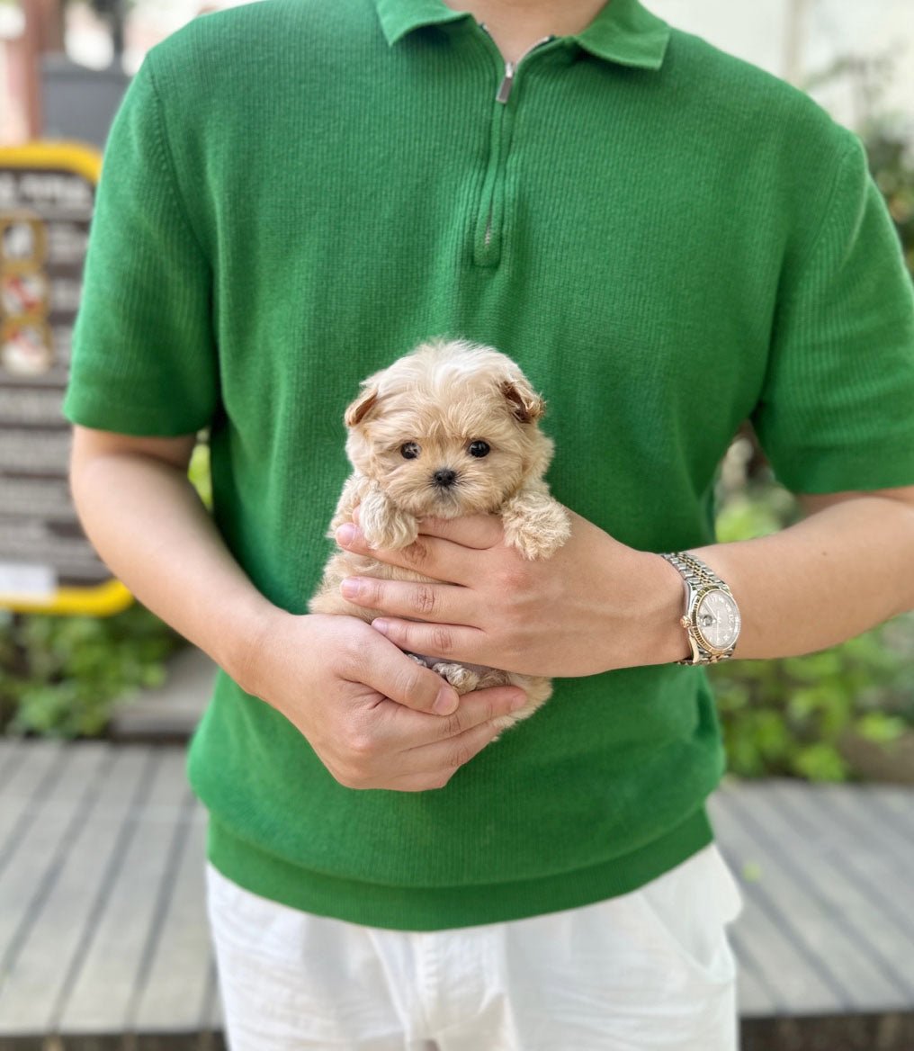 Maltipoo - Halo(Male) - Beautiful puppy teacup puppy with adorable features available for adoption from Velydog