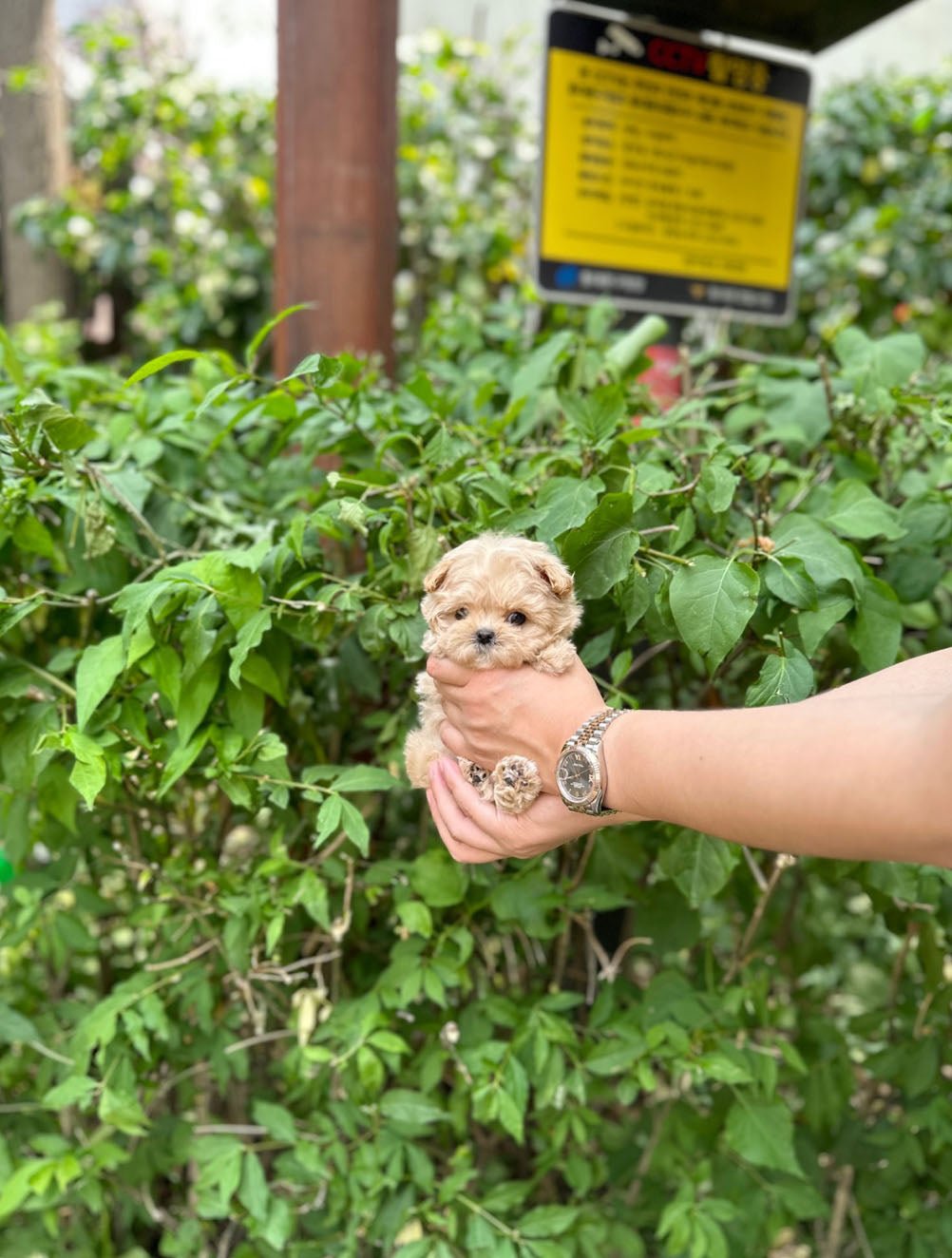 Maltipoo - Halo(Male) - Beautiful puppy teacup puppy with adorable features available for adoption from Velydog