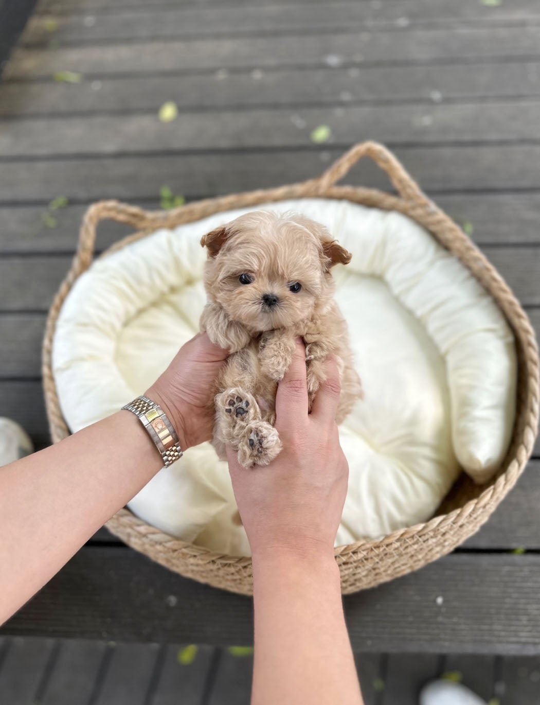 Maltipoo - Halo(Male) - Beautiful puppy teacup puppy with adorable features available for adoption from Velydog