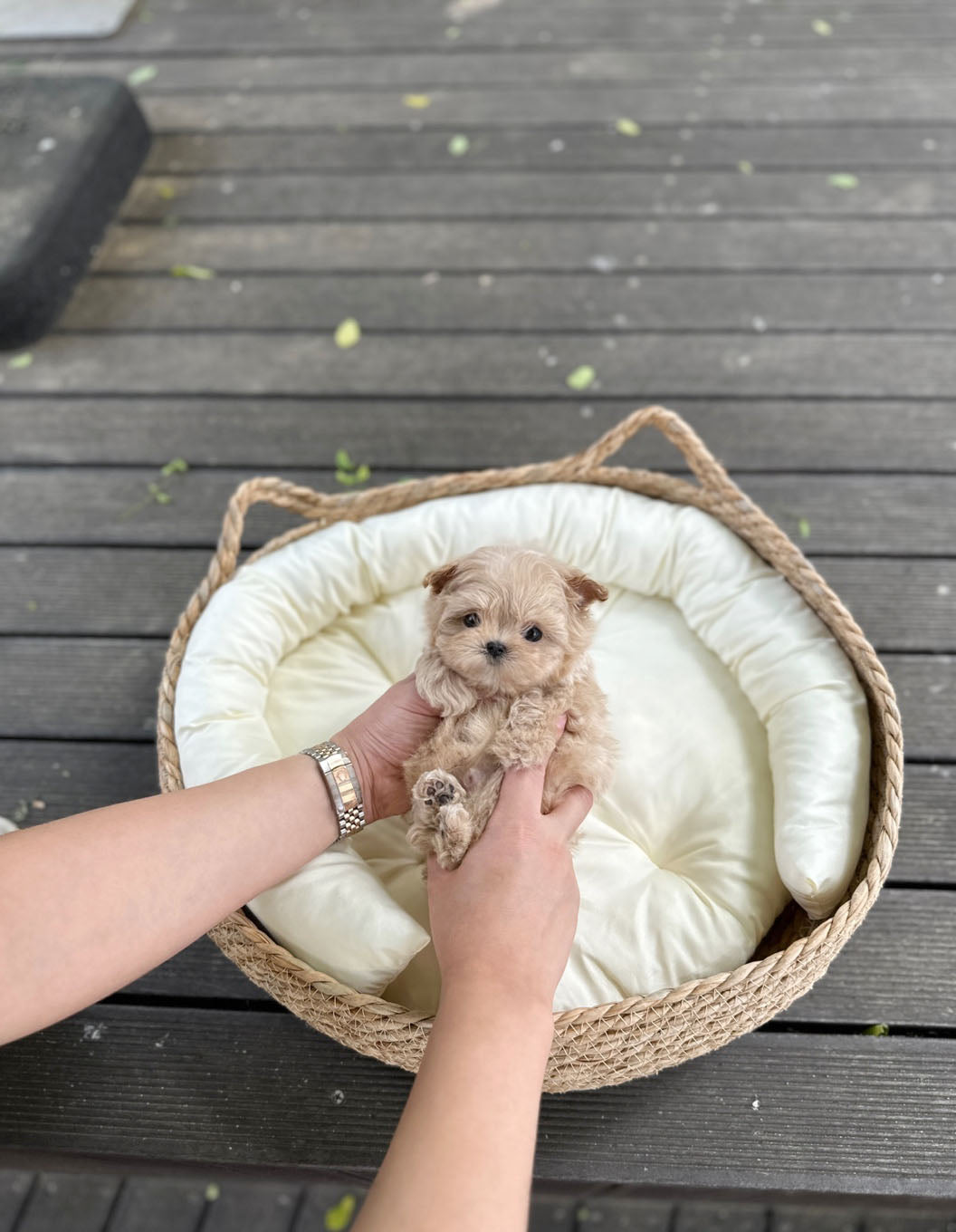 Maltipoo - Halo(Male) - Beautiful puppy teacup puppy with adorable features available for adoption from Velydog