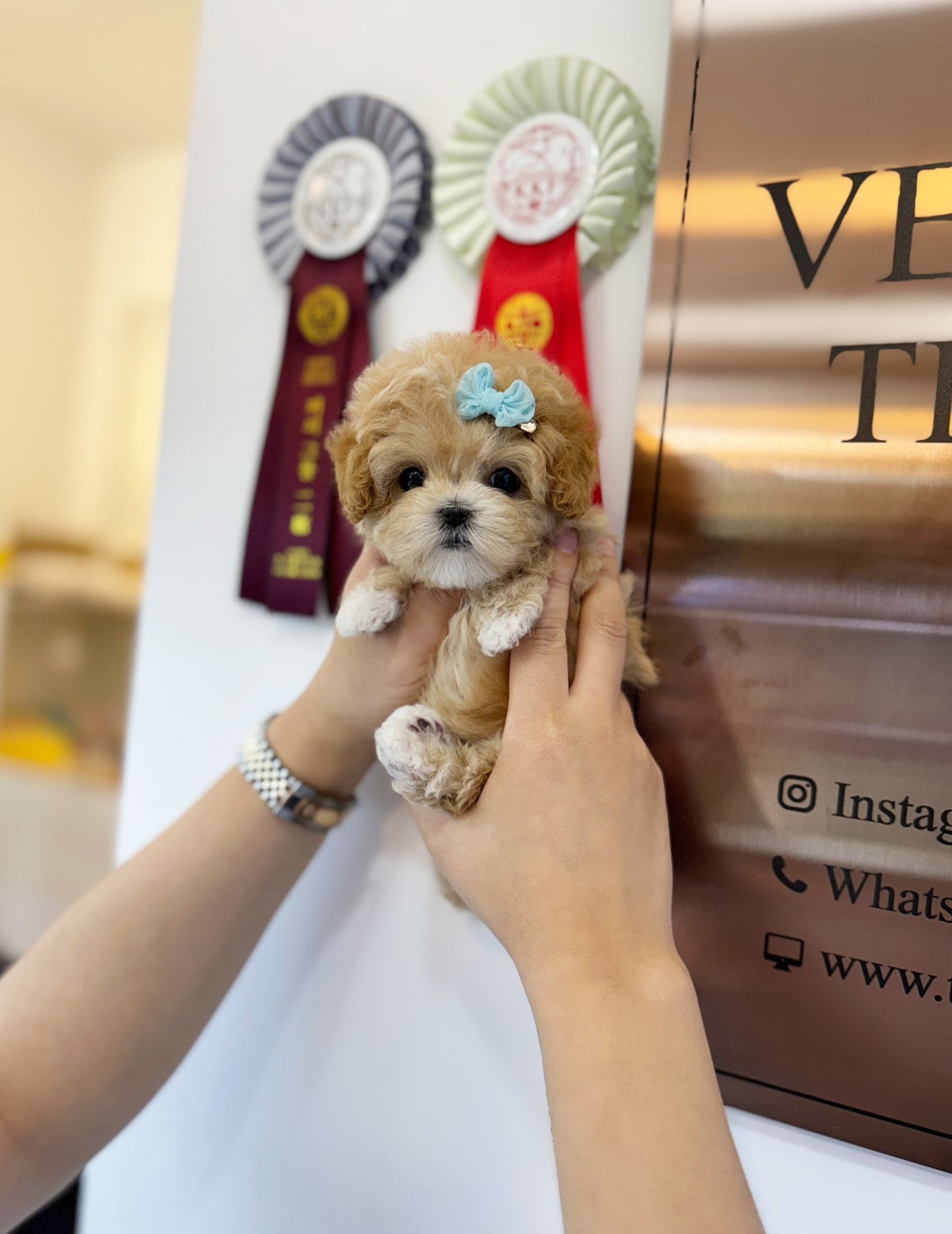 Maltipoo - Hana(Female) - Beautiful puppy teacup puppy with adorable features available for adoption from Velydog