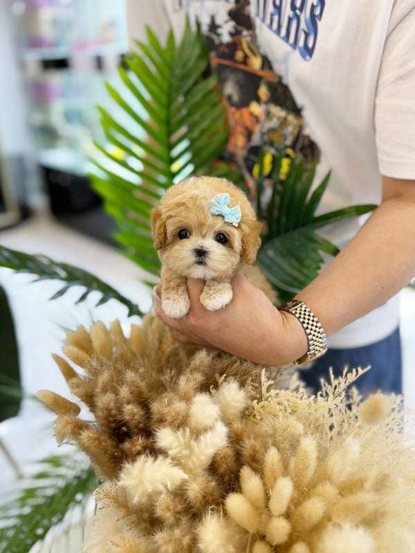 Maltipoo - Hana(Female) - Beautiful puppy teacup puppy with adorable features available for adoption from Velydog