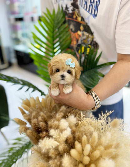 Maltipoo - Hana(Female) - Beautiful puppy teacup puppy with adorable features available for adoption from Velydog