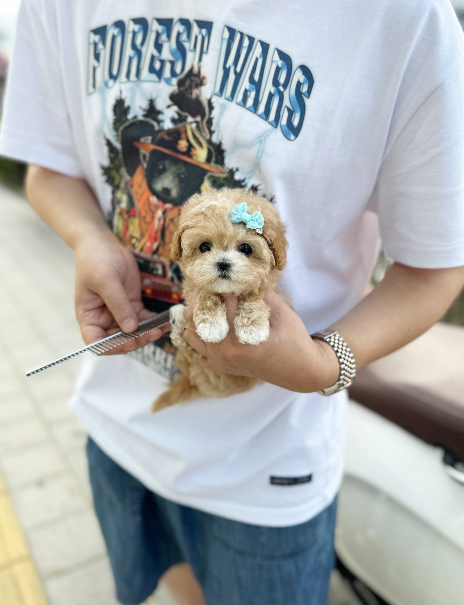 Maltipoo - Hana(Female) - Beautiful puppy teacup puppy with adorable features available for adoption from Velydog