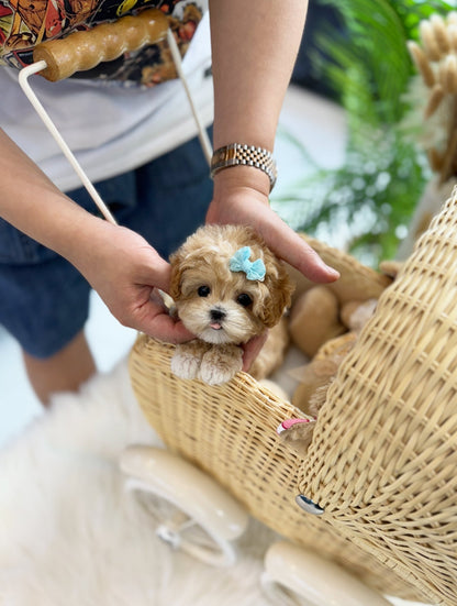 Maltipoo - Hana(Female) - Beautiful puppy teacup puppy with adorable features available for adoption from Velydog