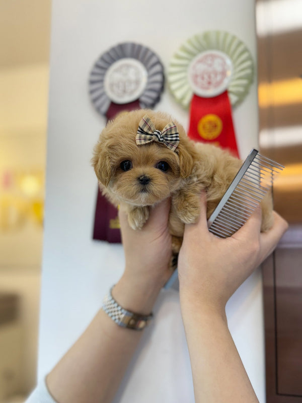 Maltipoo - Hancock(Female) - Beautiful puppy teacup puppy with adorable features available for adoption from Velydog