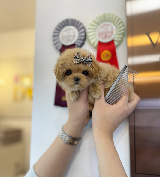 Maltipoo - Hancock(Female) - Beautiful puppy teacup puppy with adorable features available for adoption from Velydog