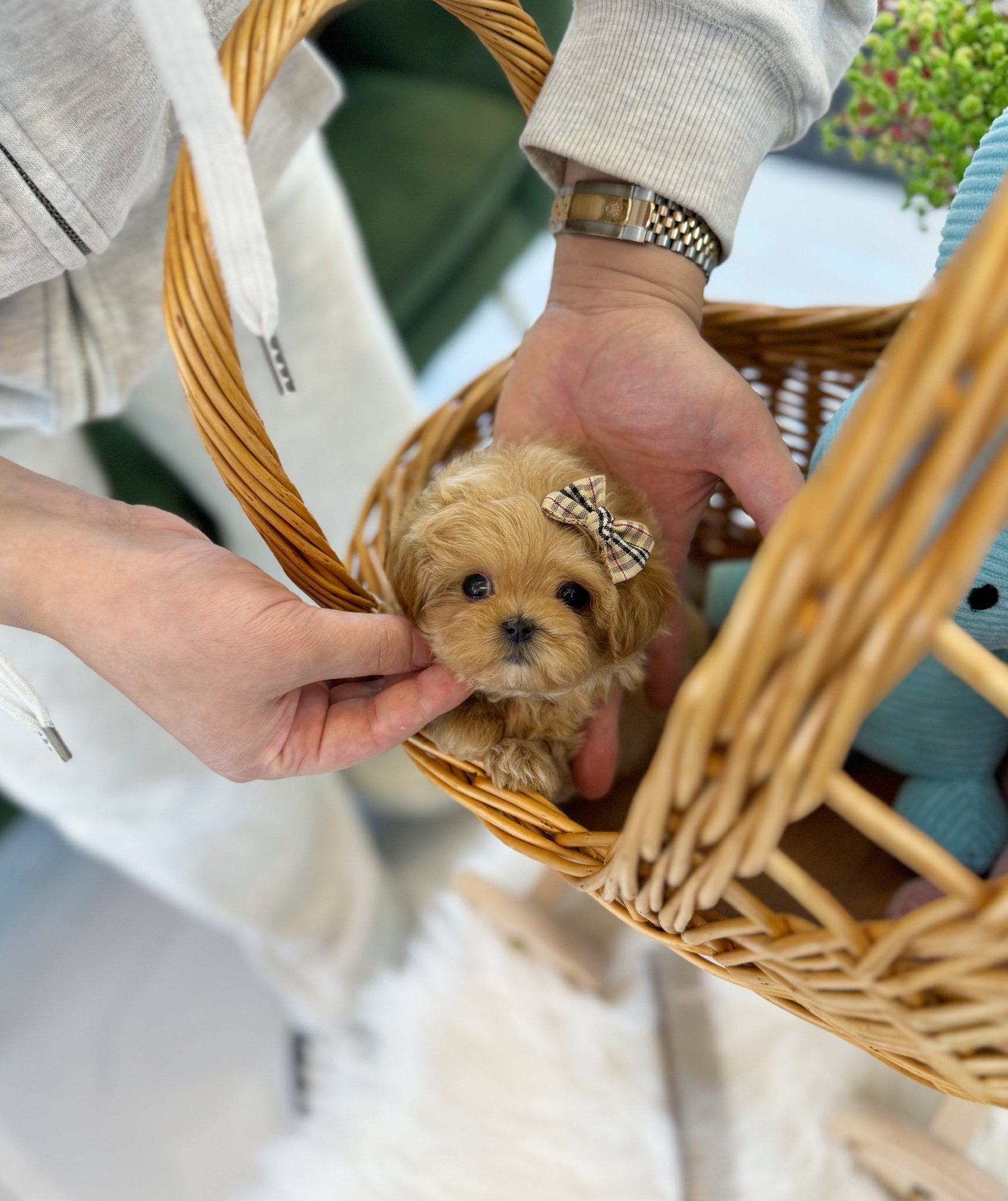 Maltipoo - Hancock(Female) - Beautiful puppy teacup puppy with adorable features available for adoption from Velydog