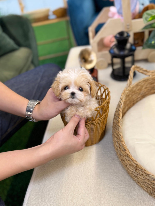 Maltipoo - Hanma(Male) - Beautiful puppy teacup puppy with adorable features available for adoption from Velydog