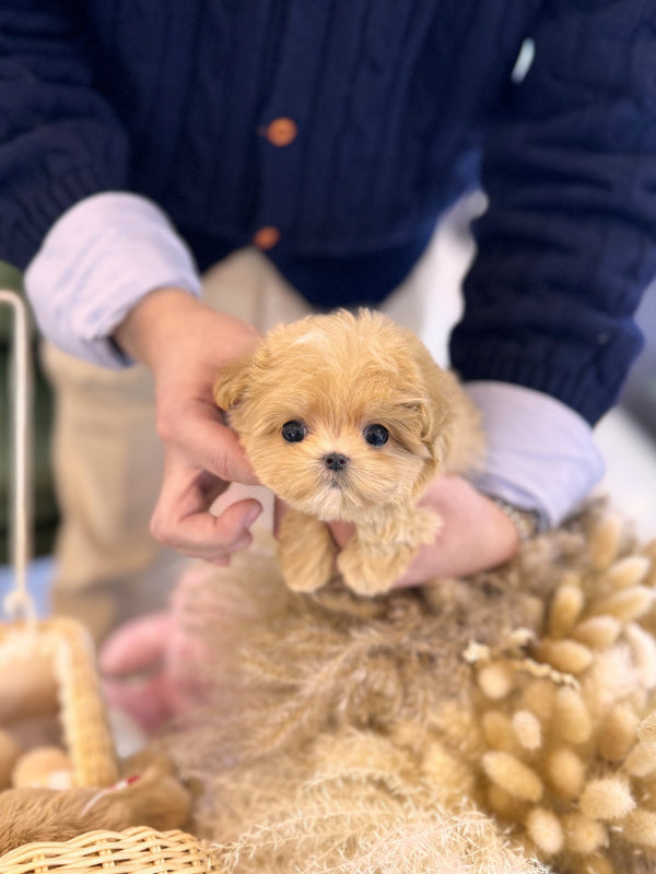 Maltipoo - Hannah(Female) - Beautiful puppy teacup puppy with adorable features available for adoption from Velydog