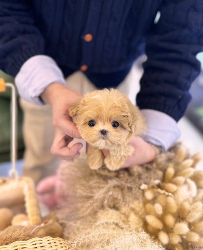 Maltipoo - Hannah(Female) - Beautiful puppy teacup puppy with adorable features available for adoption from Velydog