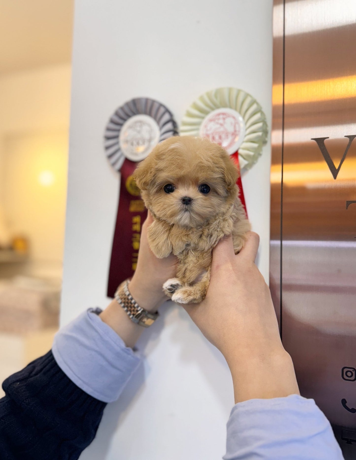 Maltipoo - Hannah(Female) - Beautiful puppy teacup puppy with adorable features available for adoption from Velydog