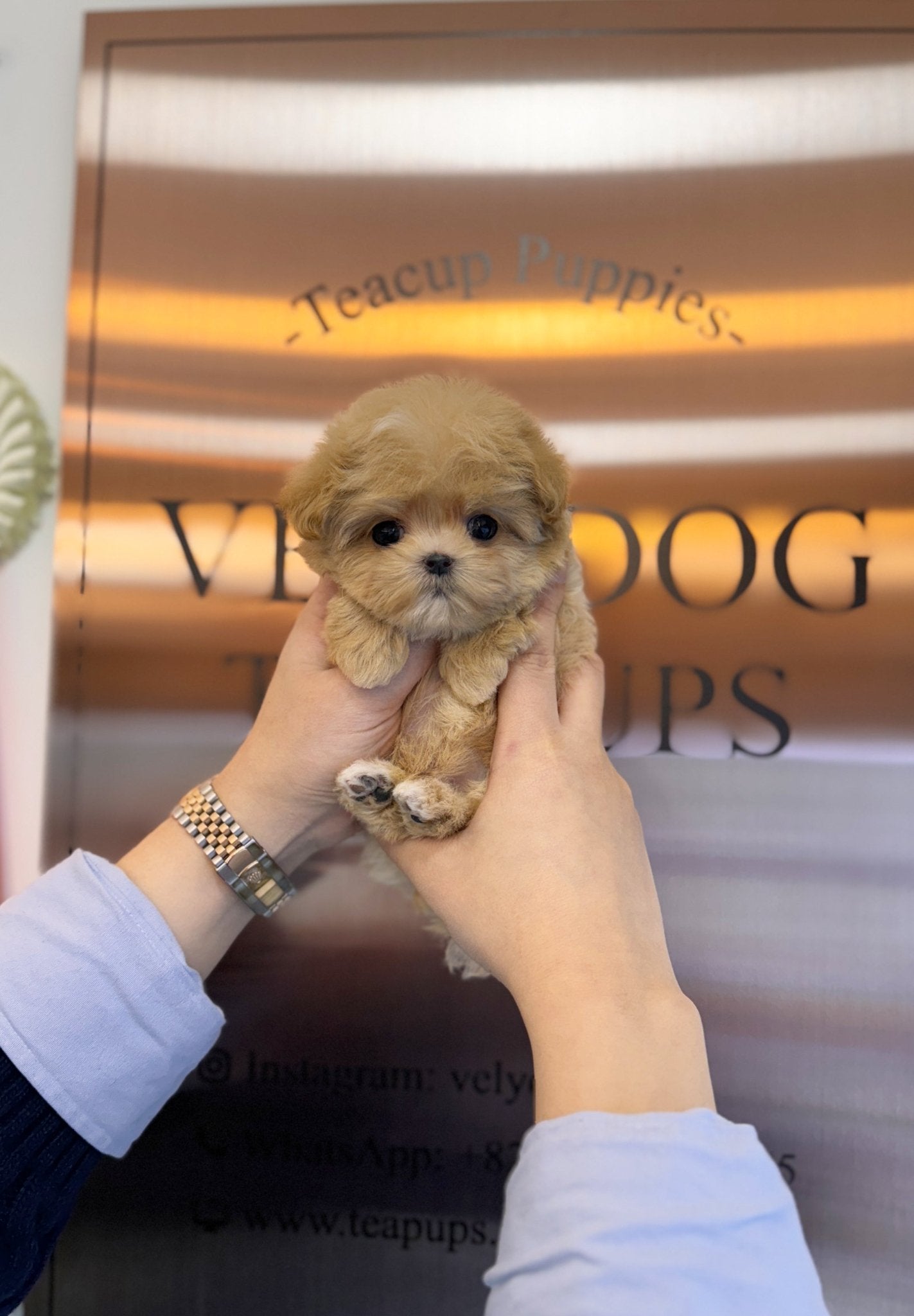 Maltipoo - Hannah(Female) - Beautiful puppy teacup puppy with adorable features available for adoption from Velydog