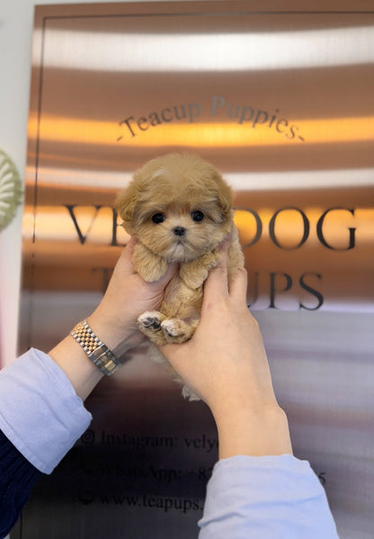 Maltipoo - Hannah(Female) - Beautiful puppy teacup puppy with adorable features available for adoption from Velydog