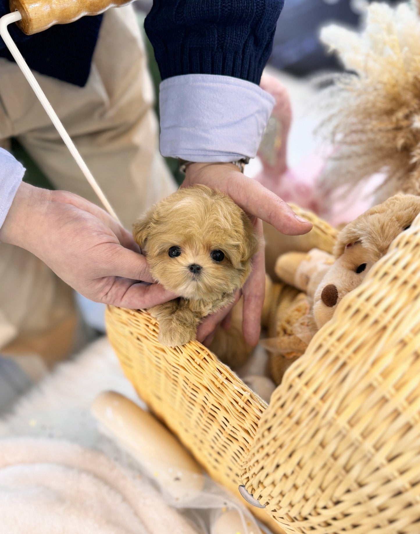 Maltipoo - Hannah(Female) - Beautiful puppy teacup puppy with adorable features available for adoption from Velydog