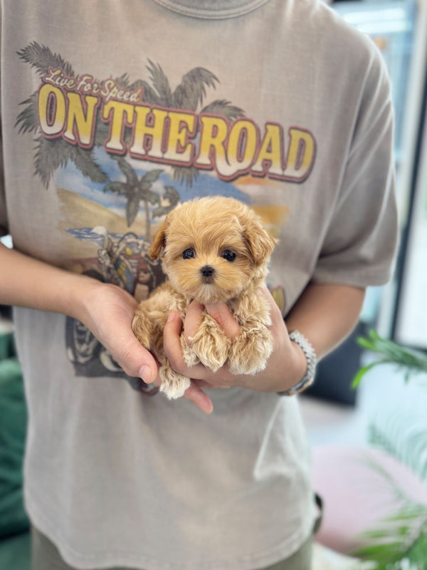 Maltipoo - Hanny(Female) - Beautiful puppy teacup puppy with adorable features available for adoption from Velydog