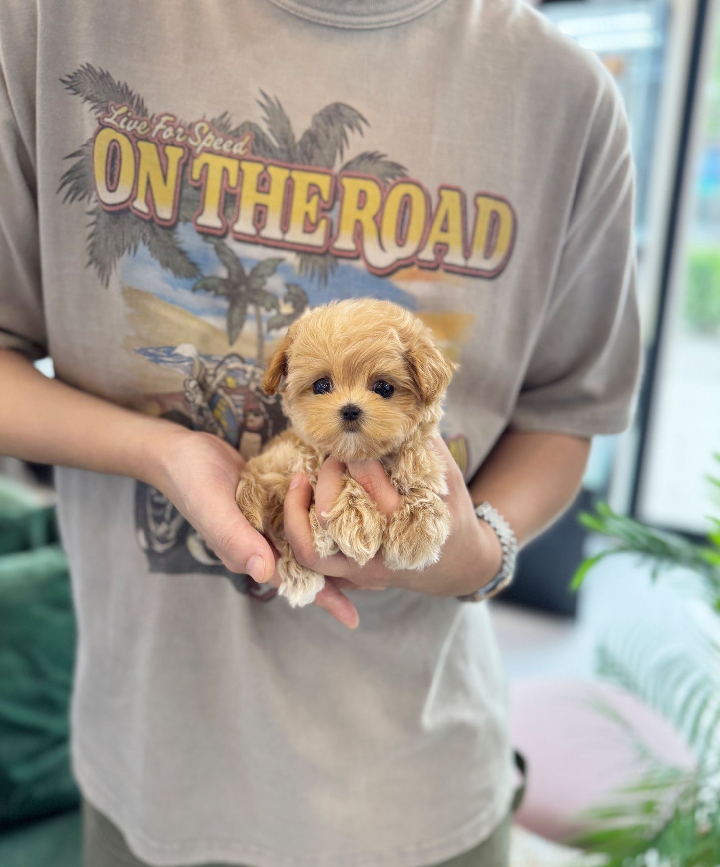 Maltipoo - Hanny(Female) - Beautiful puppy teacup puppy with adorable features available for adoption from Velydog