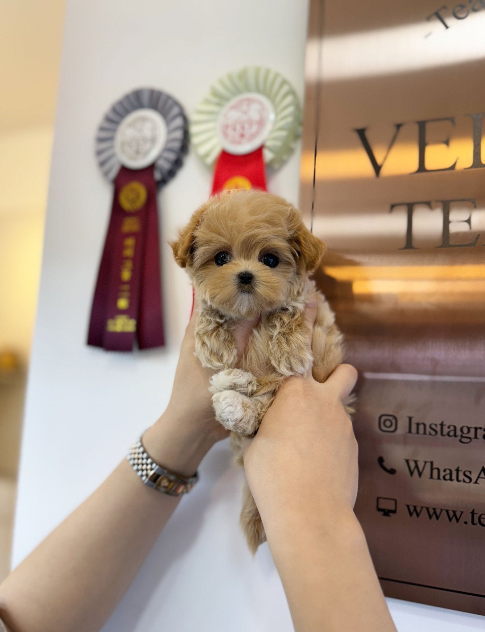 Maltipoo - Hanny(Female) - Beautiful puppy teacup puppy with adorable features available for adoption from Velydog