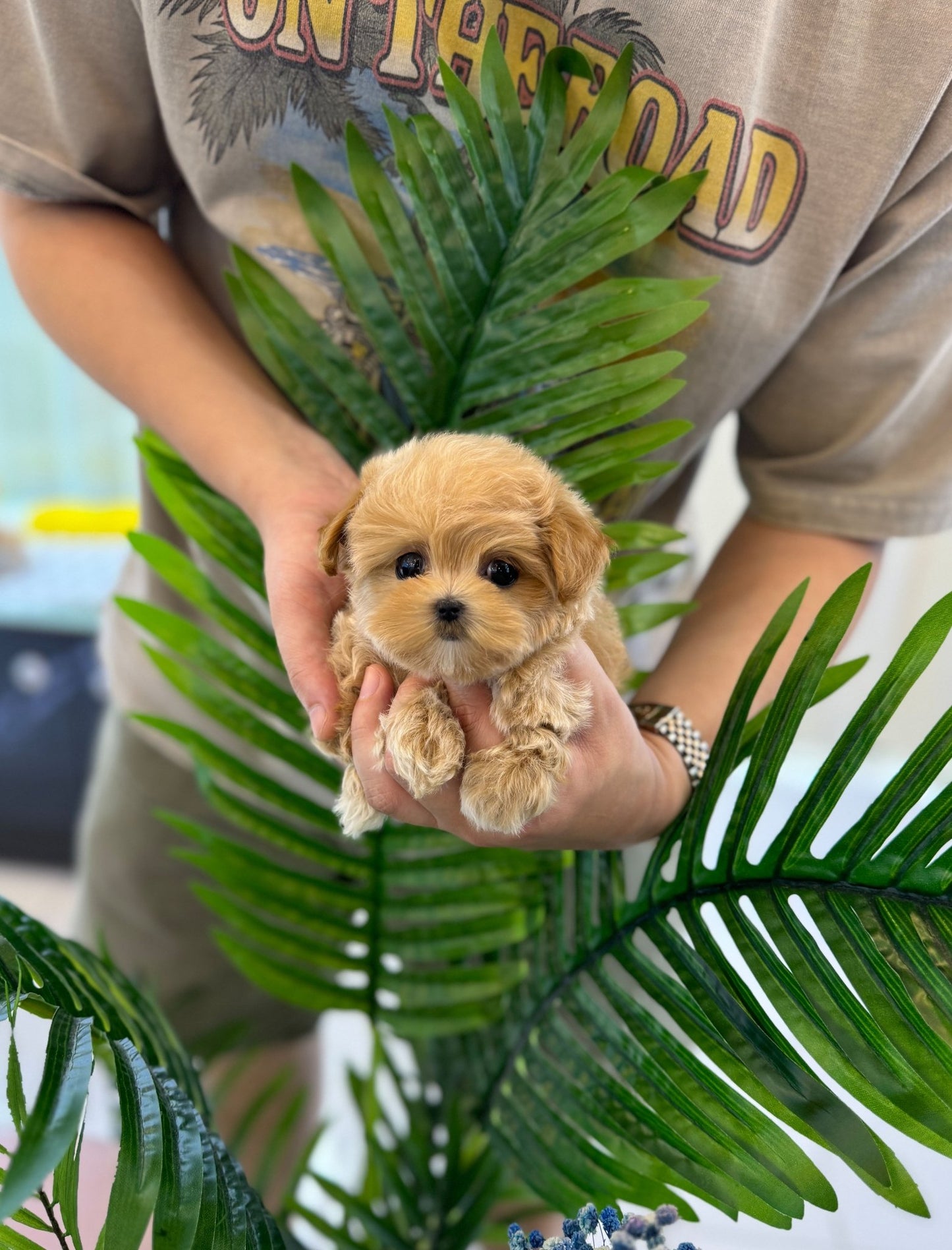 Maltipoo - Hanny(Female) - Beautiful puppy teacup puppy with adorable features available for adoption from Velydog