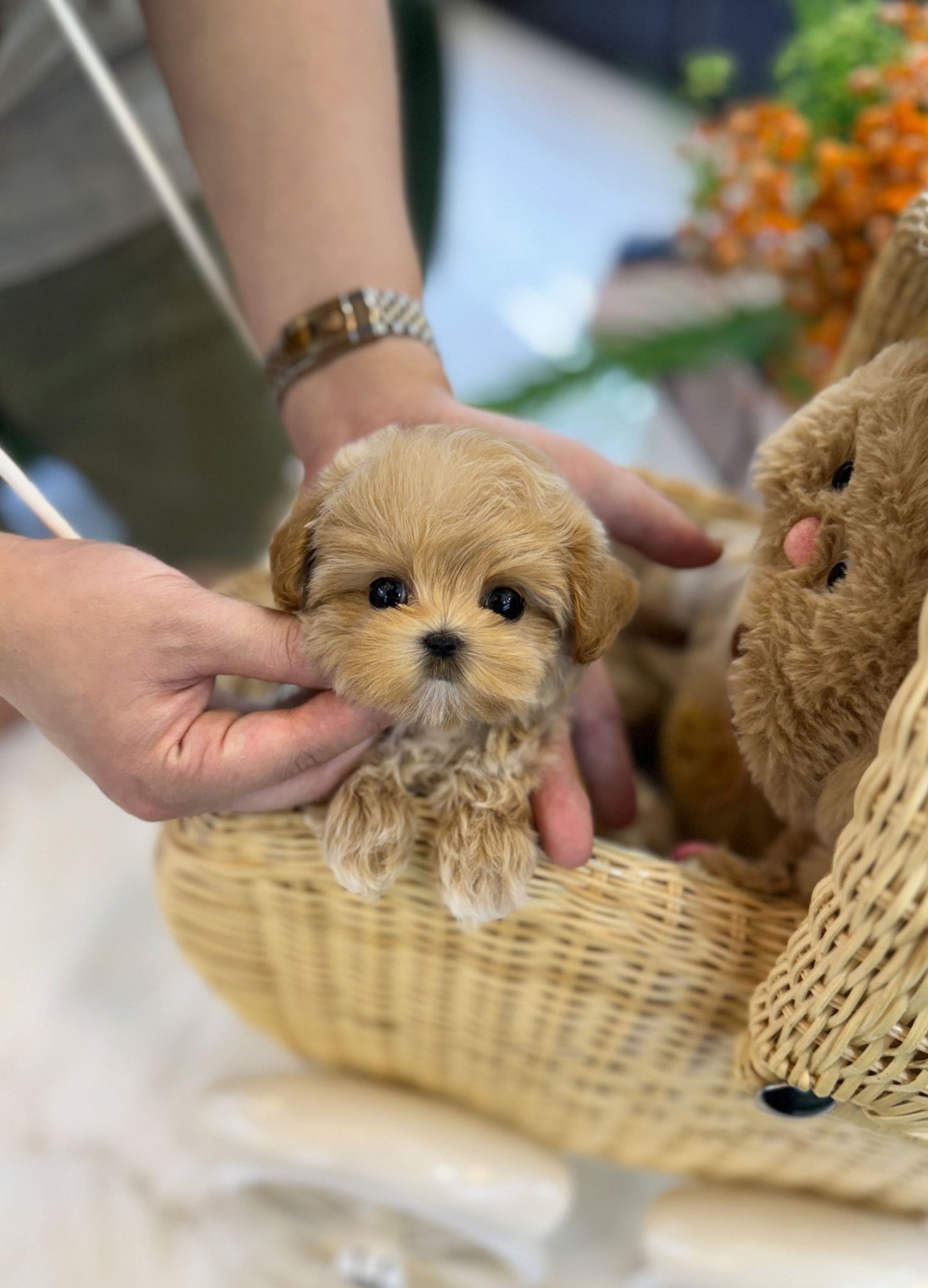 Maltipoo - Hanny(Female) - Beautiful puppy teacup puppy with adorable features available for adoption from Velydog