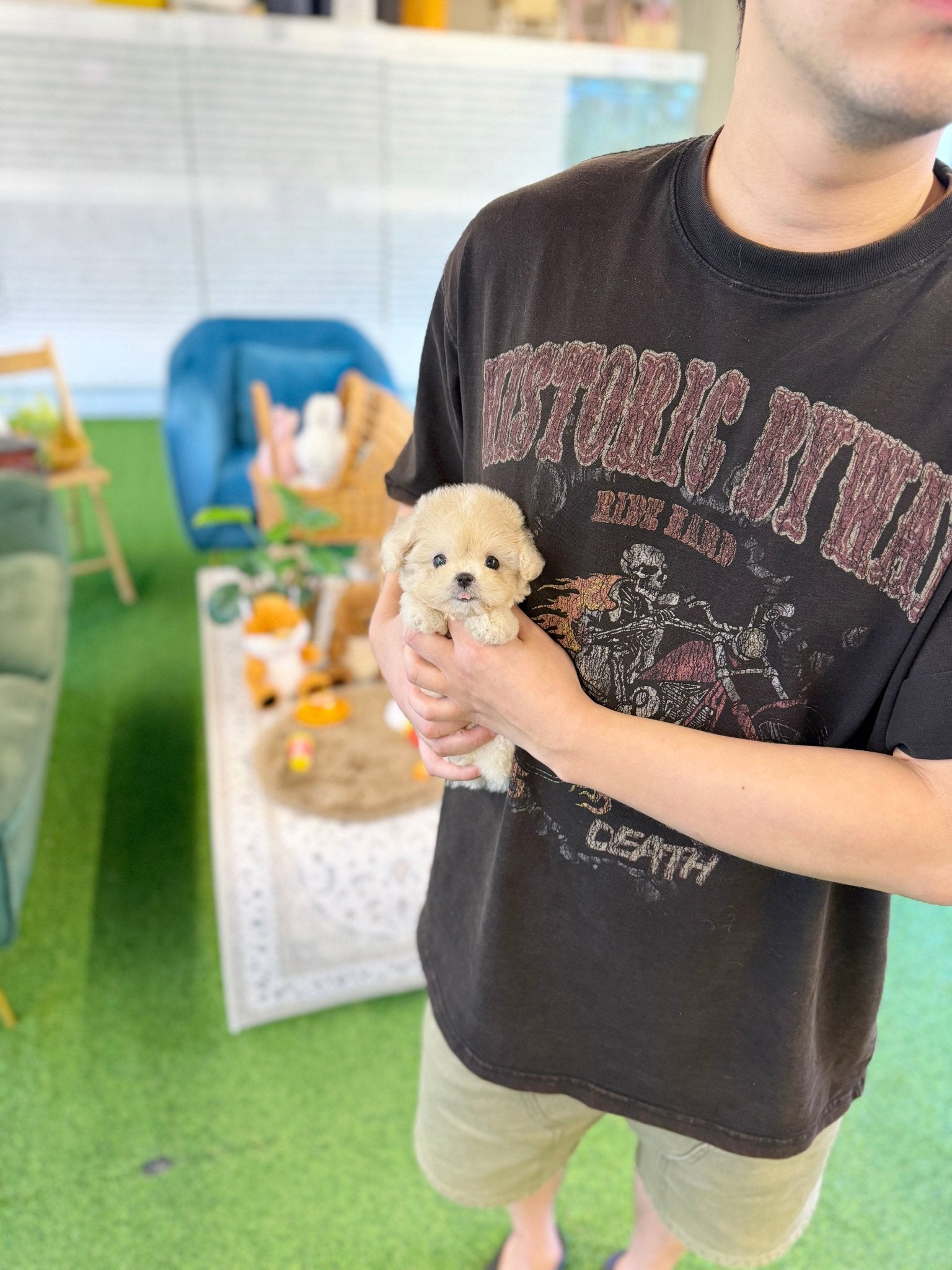 Maltipoo - Harley(Female) - Beautiful puppy teacup puppy with adorable features available for adoption from Velydog