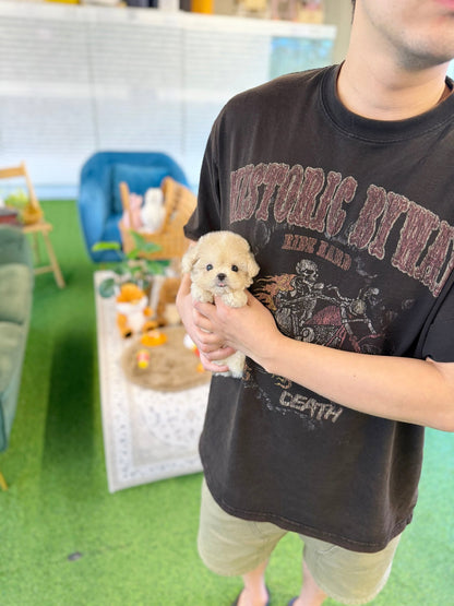Maltipoo - Harley(Female) - Beautiful puppy teacup puppy with adorable features available for adoption from Velydog
