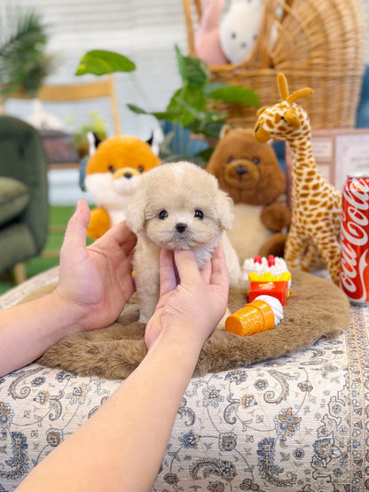 Maltipoo - Harley(Female) - Beautiful puppy teacup puppy with adorable features available for adoption from Velydog