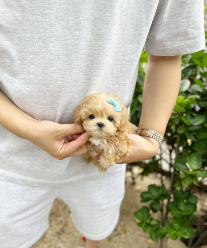 Maltipoo - Harmony(Male) - Beautiful puppy teacup puppy with adorable features available for adoption from Velydog