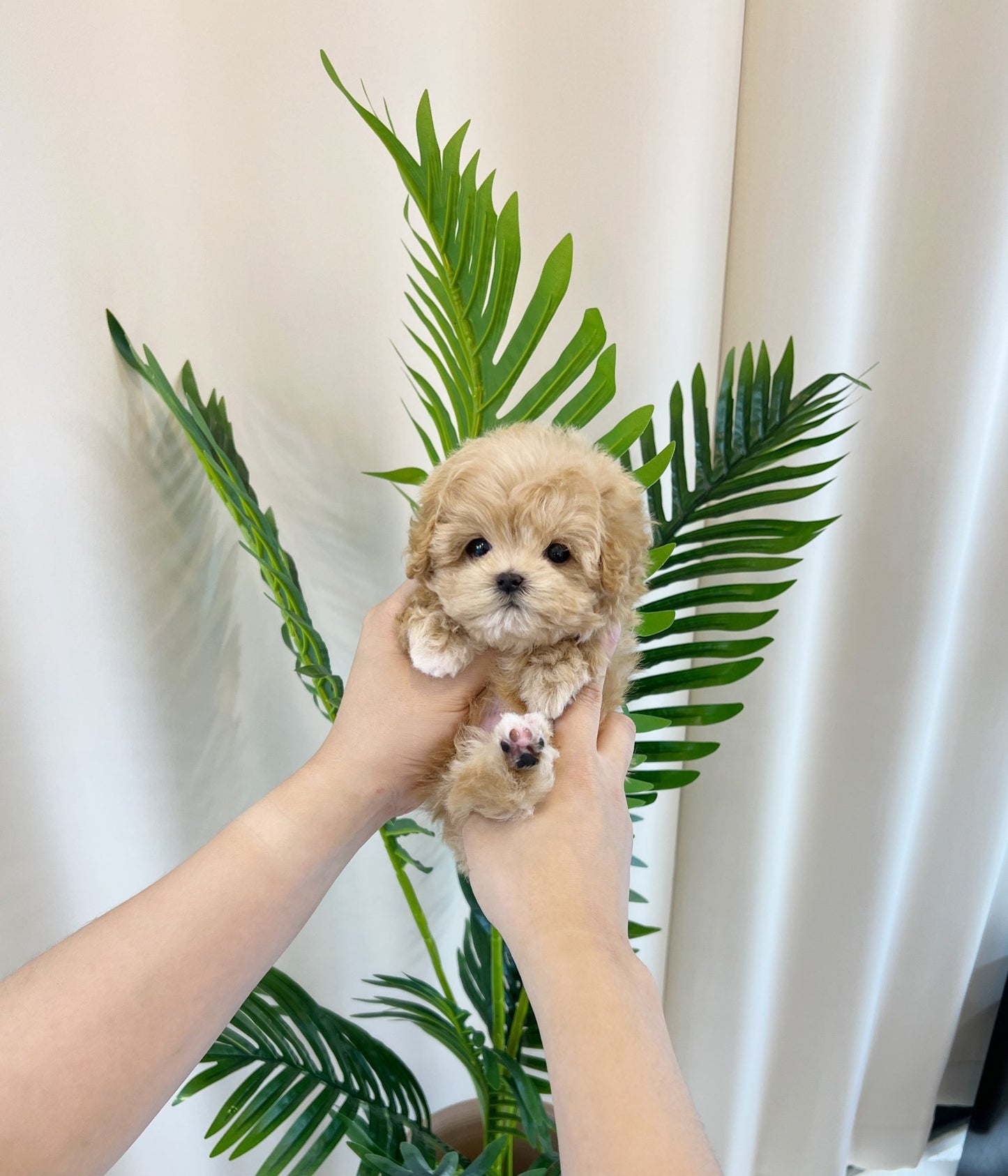 Maltipoo - Harmony(Male) - Beautiful puppy teacup puppy with adorable features available for adoption from Velydog