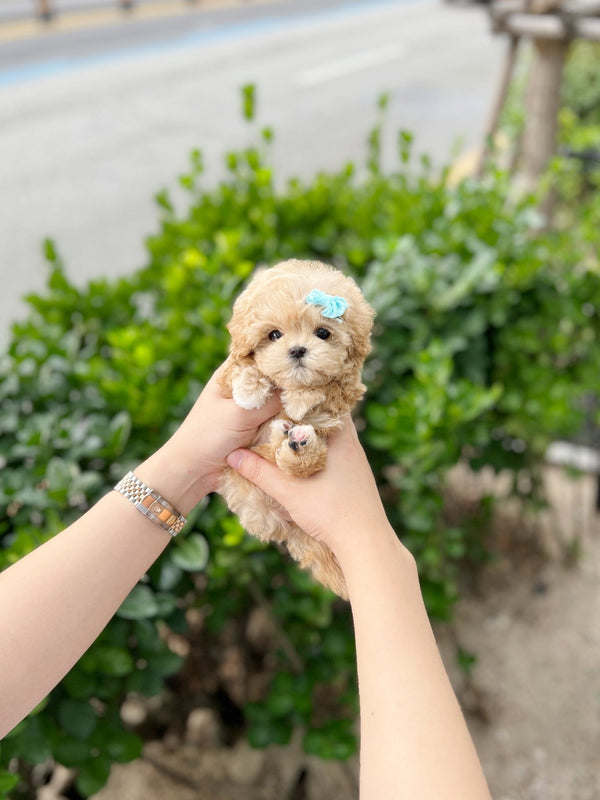 Maltipoo - Harmony(Male) - Beautiful puppy teacup puppy with adorable features available for adoption from Velydog