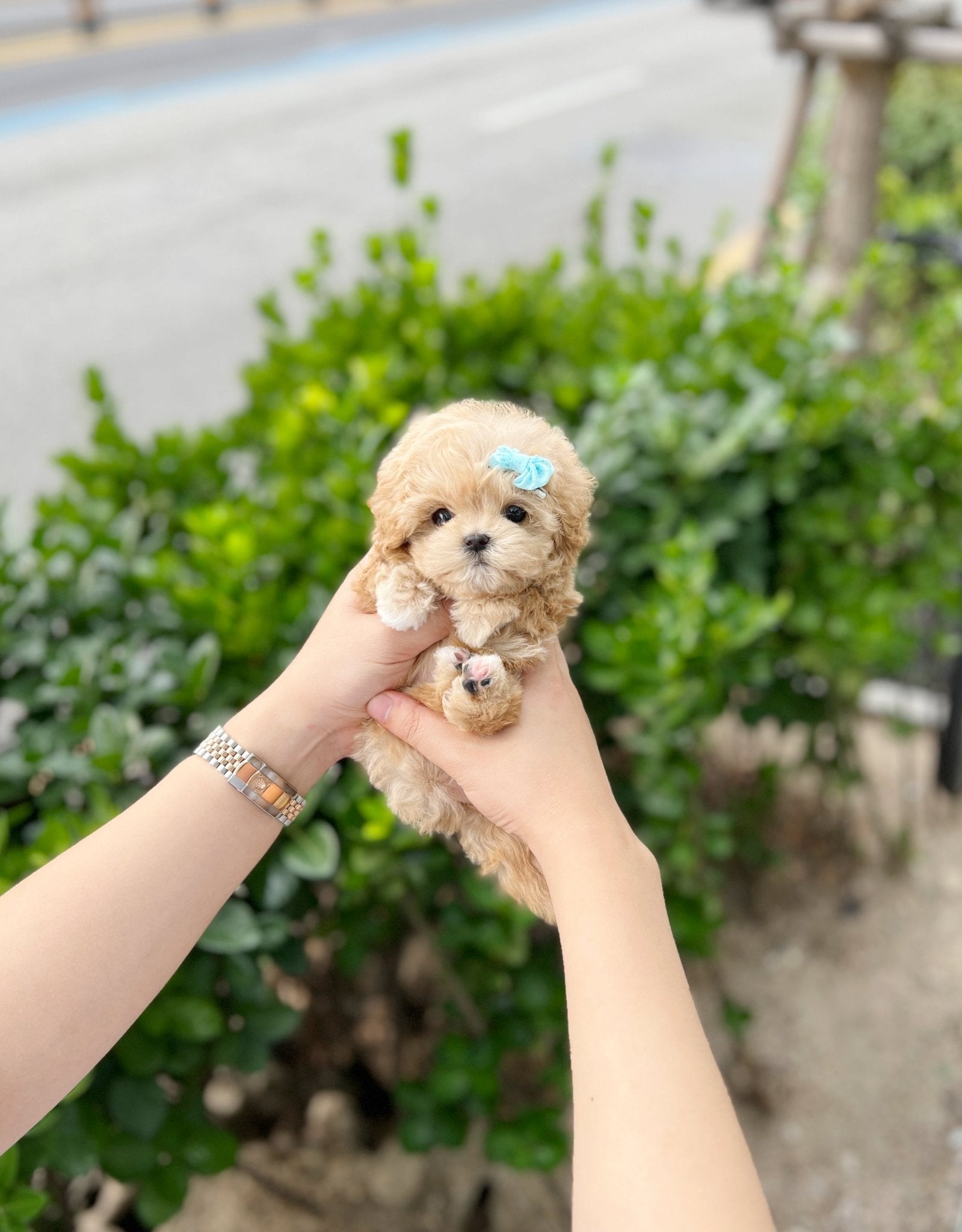 Maltipoo - Harmony(Male) - Beautiful puppy teacup puppy with adorable features available for adoption from Velydog