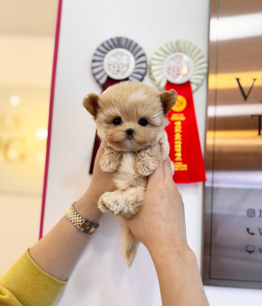 Maltipoo - Harper(Male) - Beautiful puppy teacup puppy with adorable features available for adoption from Velydog