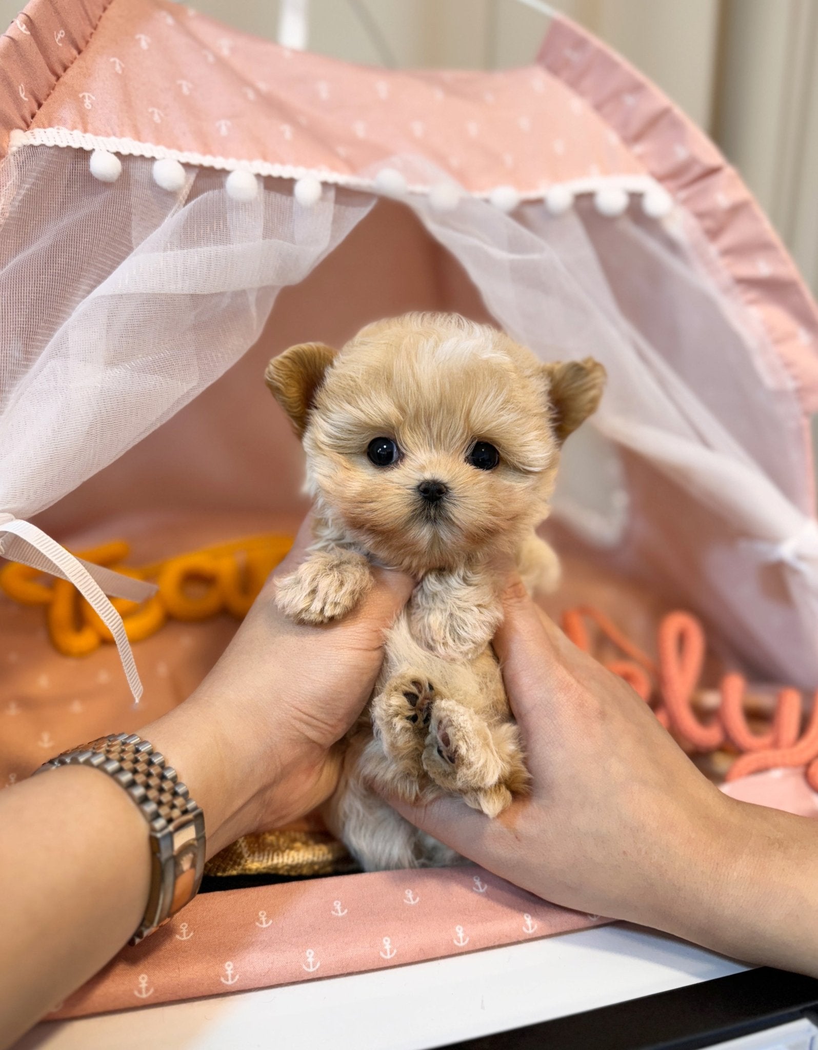 Maltipoo - Harper(Male) - Beautiful puppy teacup puppy with adorable features available for adoption from Velydog