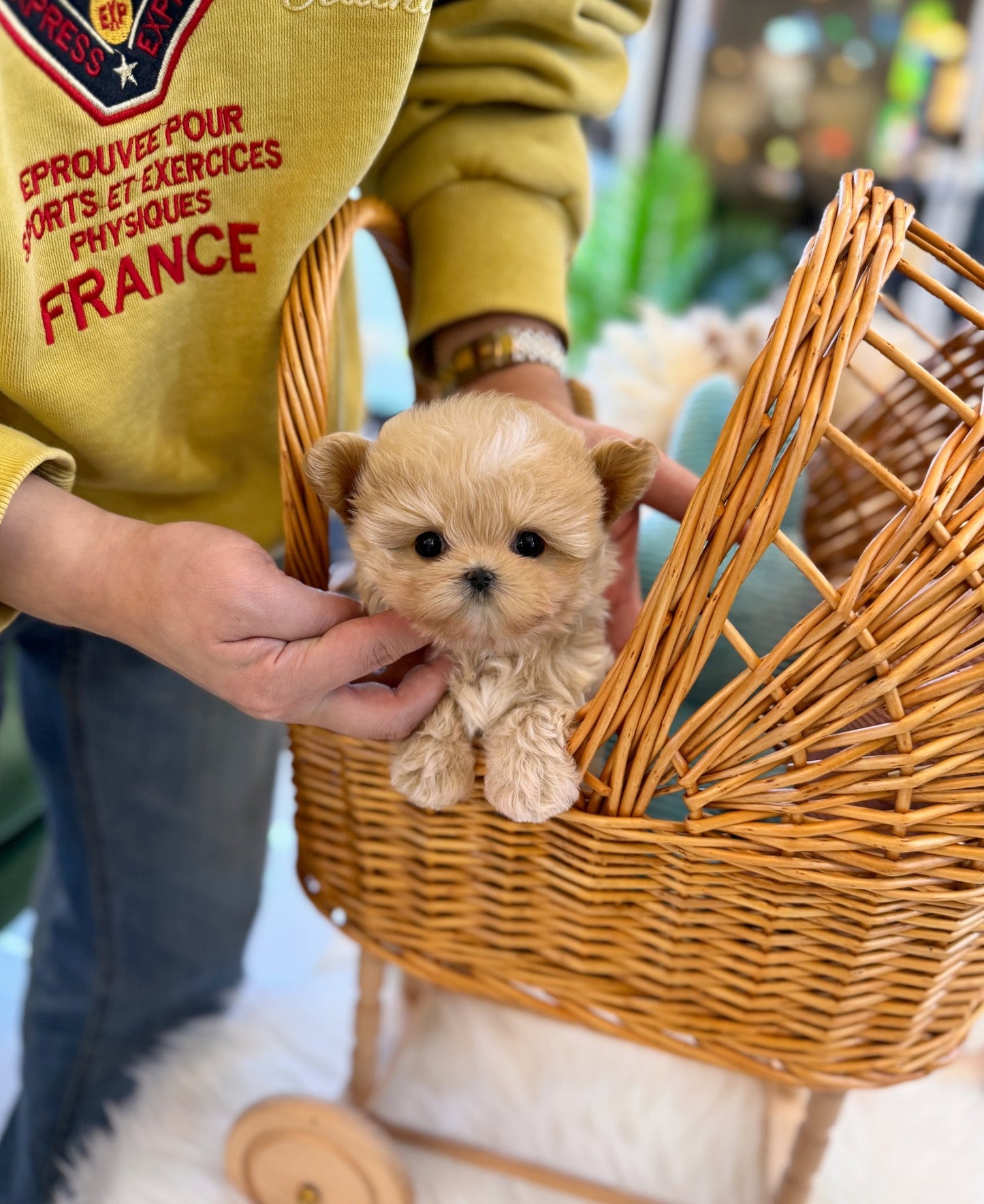 Maltipoo - Harper(Male) - Beautiful puppy teacup puppy with adorable features available for adoption from Velydog