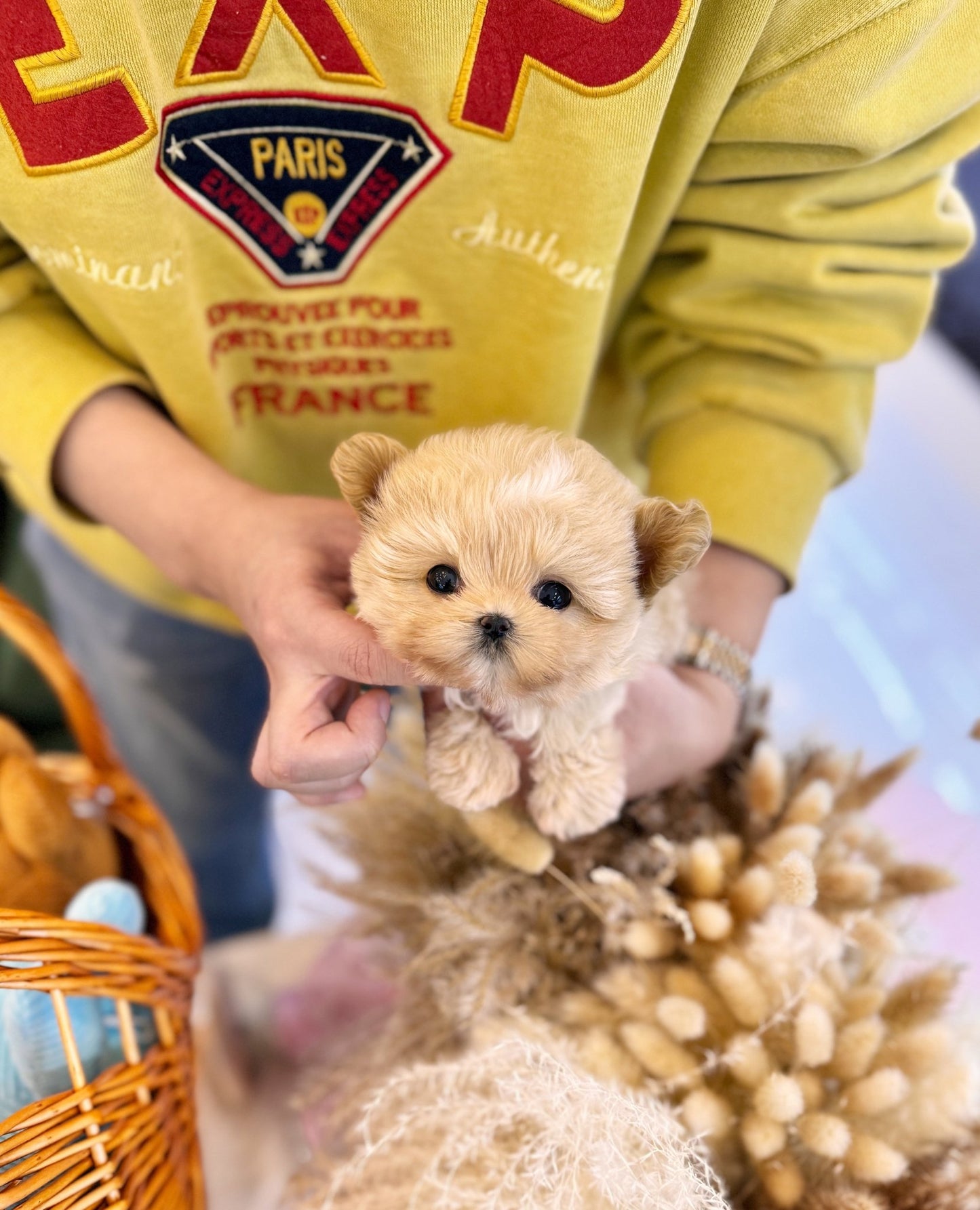 Maltipoo - Harper(Male) - Beautiful puppy teacup puppy with adorable features available for adoption from Velydog