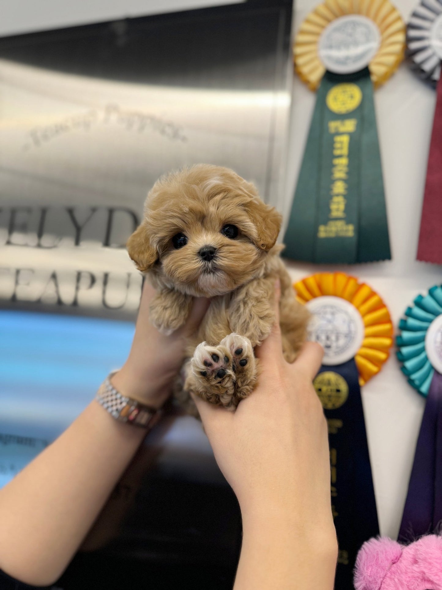 Maltipoo - Hash(Male) - Beautiful puppy teacup puppy with adorable features available for adoption from Velydog