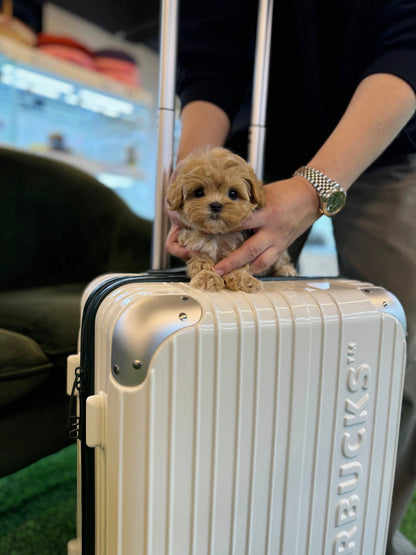 Maltipoo - Hash(Male) - Beautiful puppy teacup puppy with adorable features available for adoption from Velydog