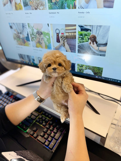 Maltipoo - Hash(Male) - Beautiful puppy teacup puppy with adorable features available for adoption from Velydog