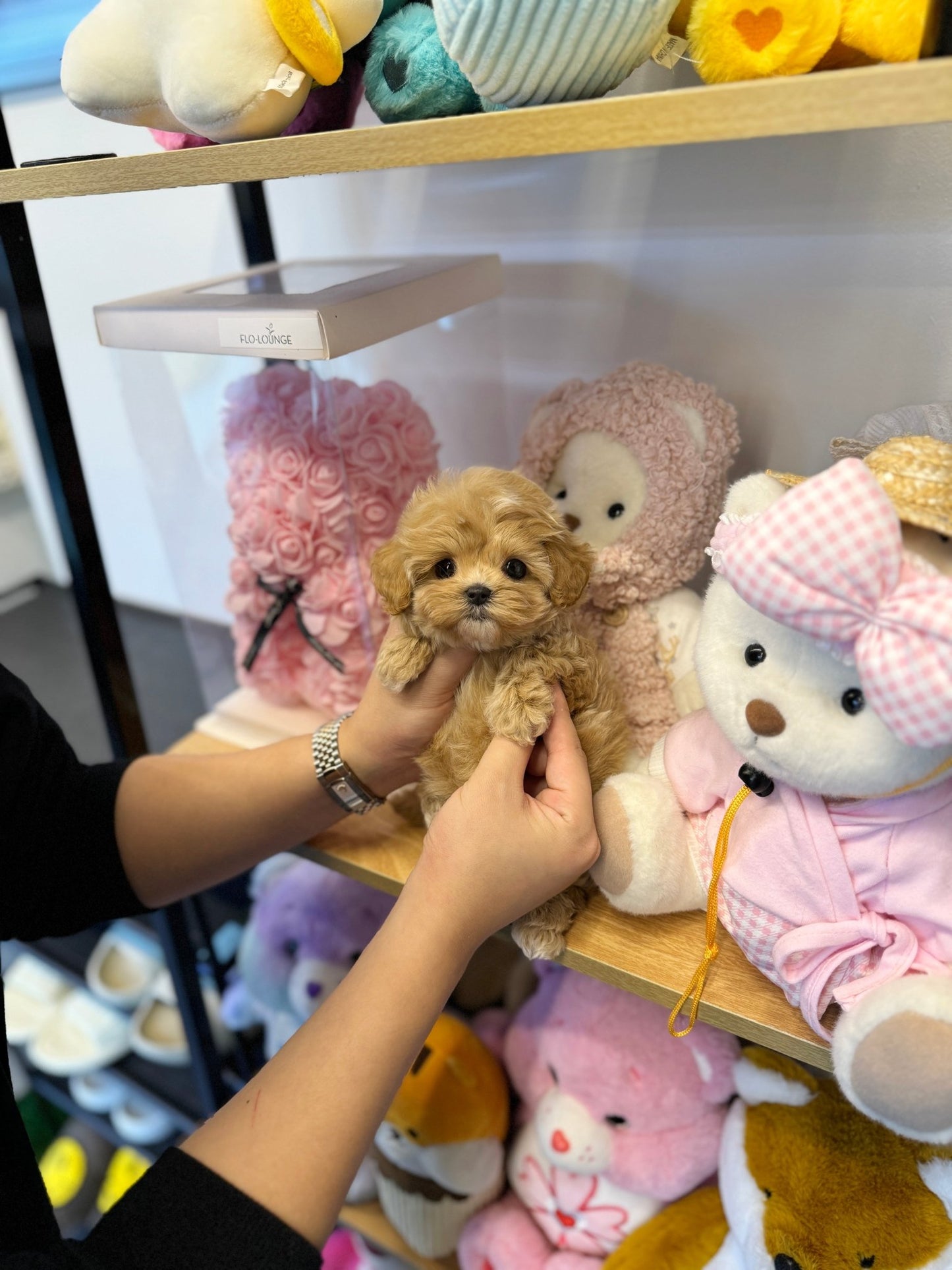 Maltipoo - Hash(Male) - Beautiful puppy teacup puppy with adorable features available for adoption from Velydog