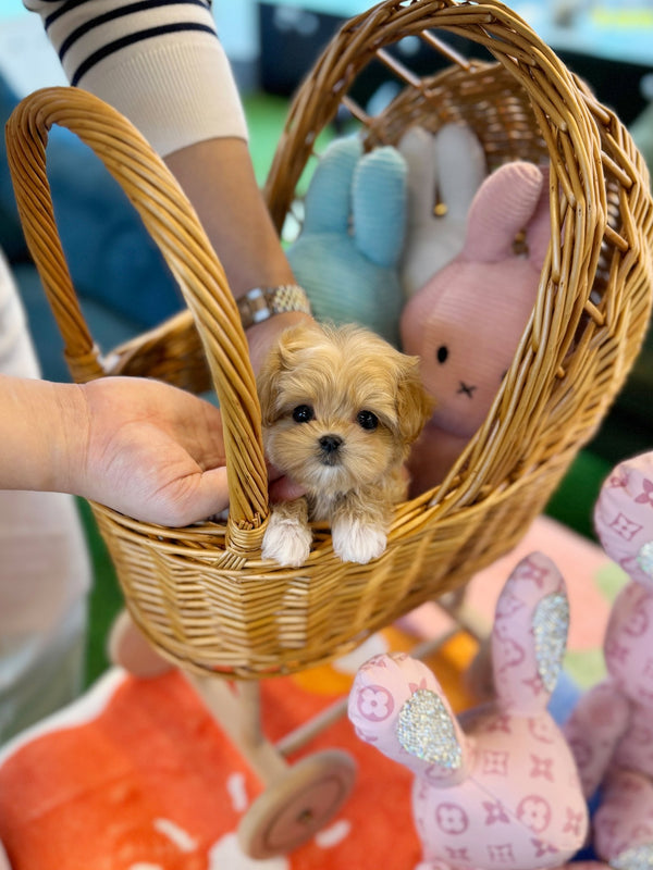 Maltipoo - Heize(Female) - Beautiful puppy teacup puppy with adorable features available for adoption from Velydog