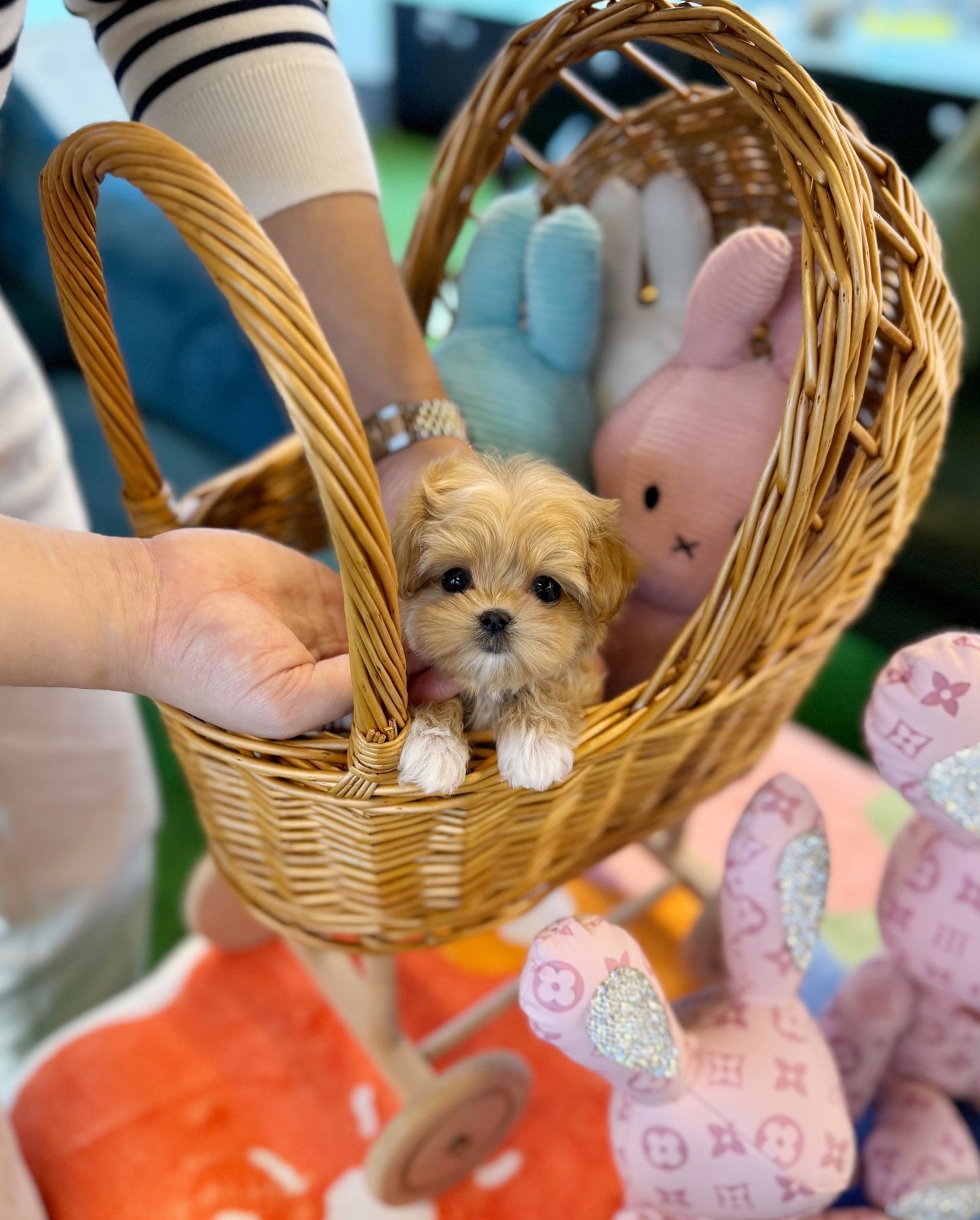 Maltipoo - Heize(Female) - Beautiful puppy teacup puppy with adorable features available for adoption from Velydog