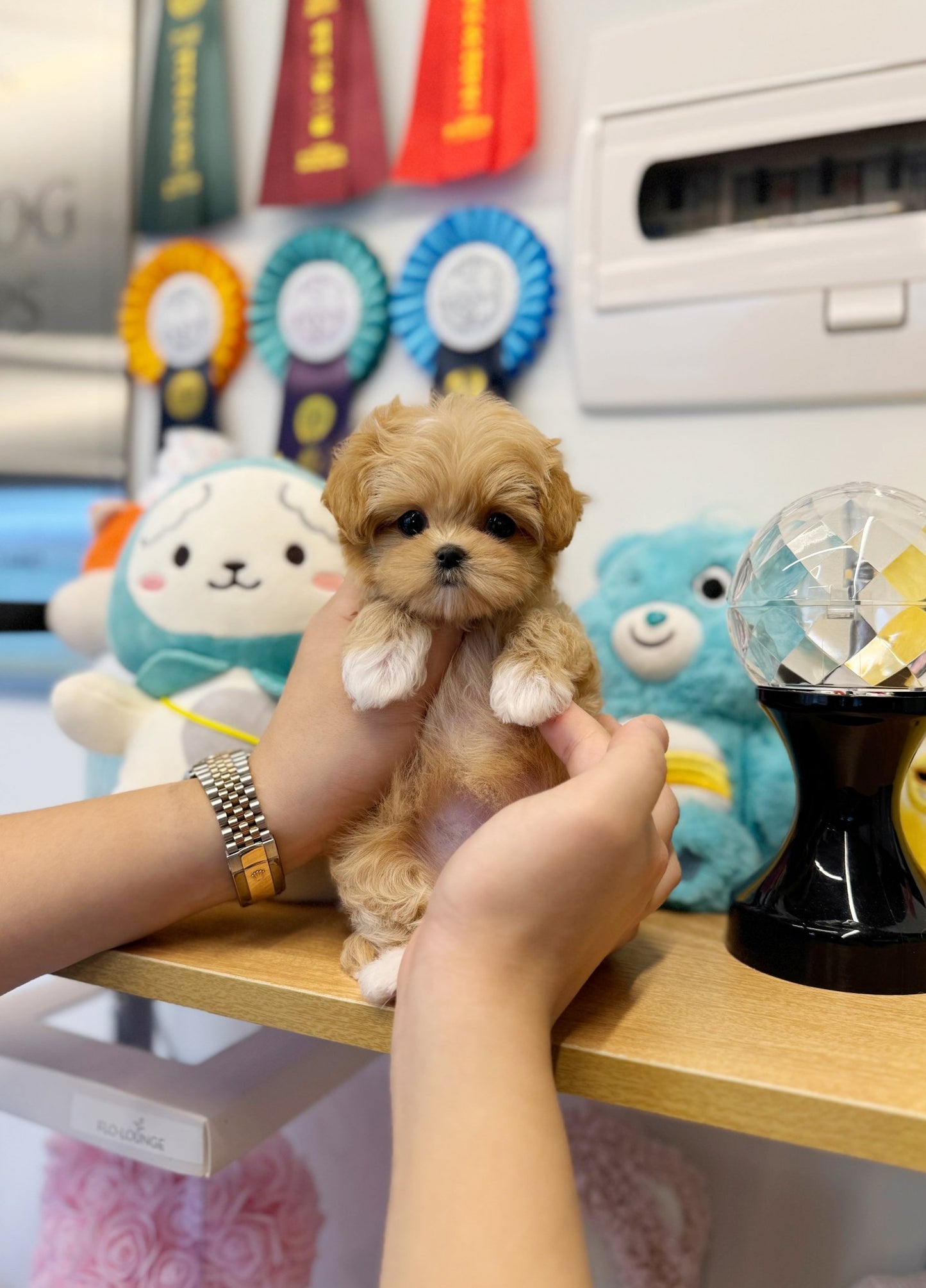 Maltipoo - Heize(Female) - Beautiful puppy teacup puppy with adorable features available for adoption from Velydog