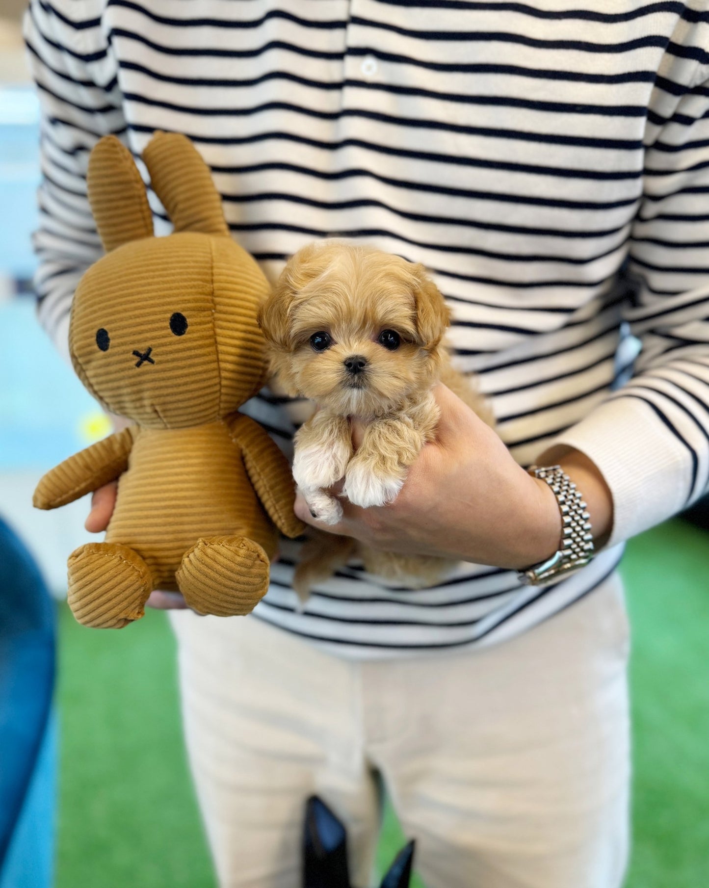 Maltipoo - Heize(Female) - Beautiful puppy teacup puppy with adorable features available for adoption from Velydog