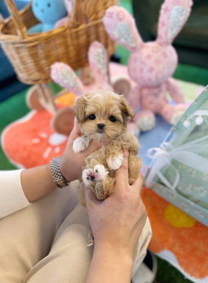 Maltipoo - Heize(Female) - Beautiful puppy teacup puppy with adorable features available for adoption from Velydog