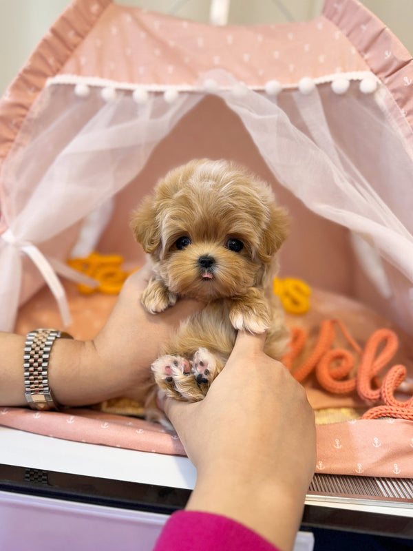 Maltipoo - Hico(Male) - Beautiful puppy teacup puppy with adorable features available for adoption from Velydog