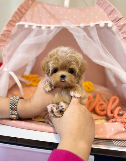 Maltipoo - Hico(Male) - Beautiful puppy teacup puppy with adorable features available for adoption from Velydog