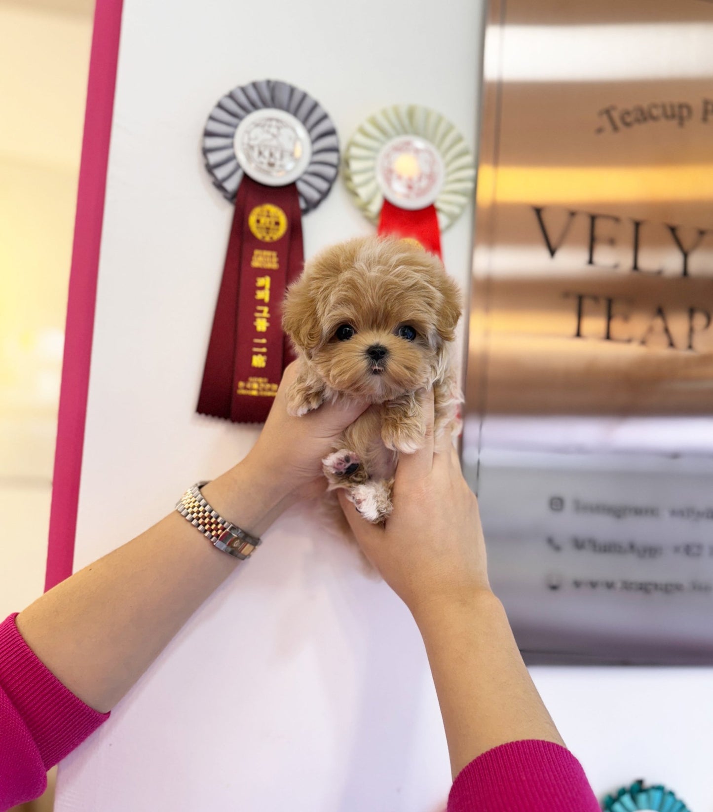 Maltipoo - Hico(Male) - Beautiful puppy teacup puppy with adorable features available for adoption from Velydog