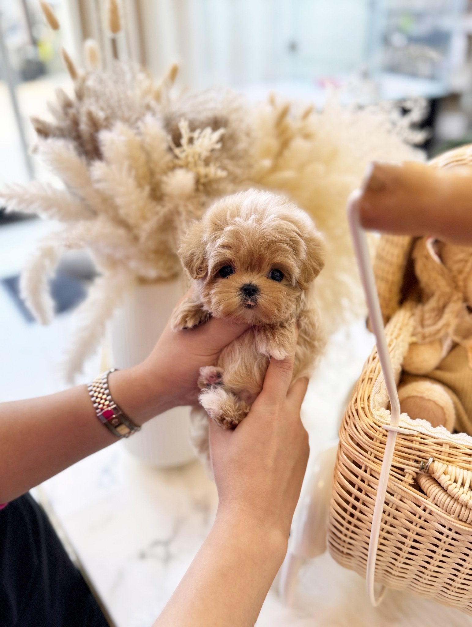 Maltipoo - Hico(Male) - Beautiful puppy teacup puppy with adorable features available for adoption from Velydog