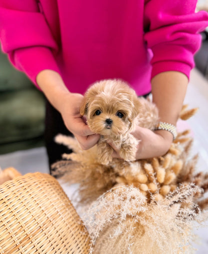 Maltipoo - Hico(Male) - Beautiful puppy teacup puppy with adorable features available for adoption from Velydog